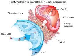 Đo dung tích toàn phổi bằng phương pháp rửa Nitơ